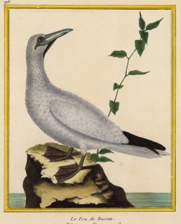 Олуша (из Table des Planches Enluminées d'Histoire Naturelle de M. D'Aubenton (фр.). Утрехт. 1783 год (лист 278))