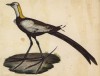Якана вупи-пи (лист из альбома литографий "Галерея птиц... королевского сада", изданного в Париже в 1825 году)