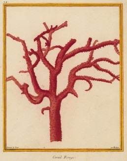 Красный коралл (из Table des Planches Enluminées d'Histoire Naturelle de M. D'Aubenton (фр.). Утрехт. 1783 год (лист 24))