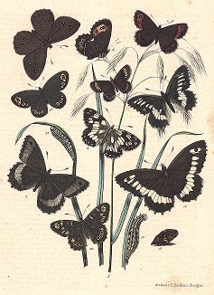 Бабочки семейства бархатниц. "Книга бабочек" Фридриха Берге, Штутгарт, 1870. 