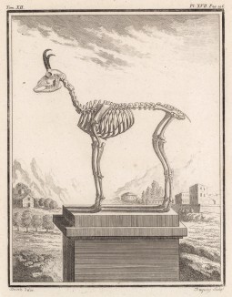 Скелет на скромном пьедестале (лист XVII иллюстраций к двенадцатому тому знаменитой "Естественной истории" графа де Бюффона, изданному в Париже в 1764 году)