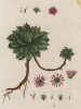 Очиток большой (Sedum majus (лат.)) -- род суккулентных растений из семейства толстянковые (лист 366 "Гербария" Элизабет Блеквелл, изданного в Нюрнберге в 1757 году)