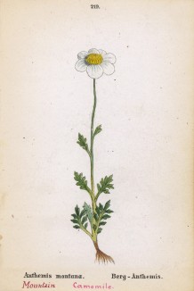 Пупавка горная (Anthemis montana (лат.)) (лист 219 известной работы Йозефа Карла Вебера "Растения Альп", изданной в Мюнхене в 1872 году)