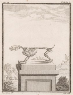 Скелет (лист IX иллюстраций к седьмому тому знаменитой "Естественной истории" графа де Бюффона, изданному в Париже в 1758 году)