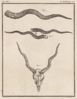 Антилопины рожки (лист XXXVI иллюстраций к двенадцатому тому знаменитой "Естественной истории" графа де Бюффона, изданному в Париже в 1764 году)