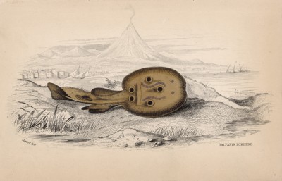 Мраморный скат (Torpedo Galvani (лат.)) из семейства Torpedinidae (электрические скаты) (лист 26 тома XXVIII "Библиотеки натуралиста" Вильяма Жардина, изданного в Эдинбурге в 1843 году)