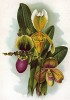 Орхидеи-башмачки: Башмачок Замечательный, Башмачок Чемберлена,  Башмачок Эвенор (Cypripediums: Insigne Var., Chamberlainianum, Evenor). The Gardener's Assistant. Лондон, 1900