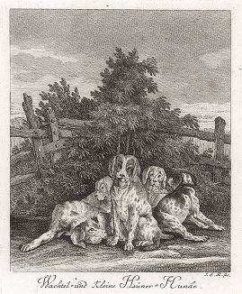 Немецкая перепелиная собака (вахтельхунд) и собаки на куропатку.  Гравюра Иоганна Элиаса Ридингера из Entwurff Einiger Thiere ..., Аугсбург, 1738. 