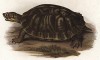 Водяная черепаха Clemmys serrata (лат.) (из Naturgeschichte der Amphibien in ihren Sämmtlichen hauptformen. Вена. 1864 год)