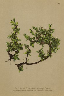 Ива притуплённая (Salix retusa L. (лат.)) (из Atlas der Alpenflora. Дрезден. 1897 год. Том I. Лист 75)