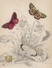 Лесная медведица, медведица крестовниковая, лишайница и её младшая сестра -- гусеница (1. Wood Tiger Moth 2. Cinnabar Moth 3. Crimson Speckled Footman 4. Caterpillar of Do. (англ.)) (лист 21 тома XL "Библиотеки натуралиста" В. Жардина)