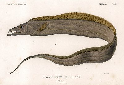 Малоголовый лептуракант (рыба-сабля). Dictionnaire universel d'histoire naturelle ..., Париж, 1849