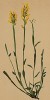 Дрок стрельчатый (Genista Sagittalis (лат.)) (из Atlas der Alpenflora. Дрезден. 1897 год. Том III. Лист 236)