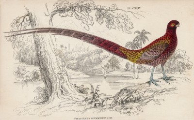 Японский длиннохвостый фазан (Phasianus Saemmeringii (лат.)) (лист 17 тома XX "Библиотеки натуралиста" Вильяма Жардина, изданного в Эдинбурге в 1834 году)