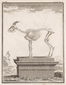 Скелет барана (лист XV иллюстраций к двенадцатому тому знаменитой "Естественной истории" графа де Бюффона, изданному в Париже в 1764 году)
