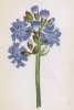 Цицербита альпийская (Mulgedium alpinum (лат.)) (лист 238 известной работы Йозефа Карла Вебера "Растения Альп", изданной в Мюнхене в 1872 году)