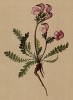 Мытник дернистый (Pedicularis cespitosa (лат.)) (из Atlas der Alpenflora. Дрезден. 1897 год. Том IV. Лист 390)
