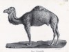 Дромадер, или одногорбый верблюд (лист 66 первого тома работы профессора Шинца Naturgeschichte und Abbildungen der Menschen und Säugethiere..., вышедшей в Цюрихе в 1840 году)