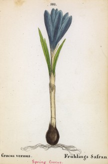 Крокус весенний (Crocus vernus (лат.)) (лист 383 известной работы Йозефа Карла Вебера "Растения Альп", изданной в Мюнхене в 1872 году)