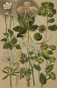 Селезёночник очереднолистный (Chrysosplenium alternifolium), белозор болотный (Parnassia palustris), звездовка большая (Astrantia major), петрушка (Petroselium sativum), ласкавец круглолистный (Bupleurum rotundifolium), кервель (Anthriscus Cerefolium)