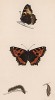 Бабочка крапивница (лат. Papilio urticae), её гусеница и куколка. History of British Butterflies Френсиса Морриса. Лондон, 1870, л.30