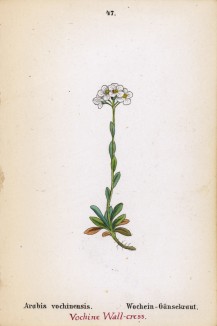 Арабис вохиненсис (Arabis vochinensis (лат.)) (лист 47 известной работы Йозефа Карла Вебера "Растения Альп", изданной в Мюнхене в 1872 году)
