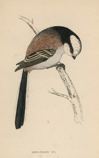 Длиннохвостая синица (Long-Tailed Tit (англ.))