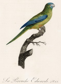 Попугайчик Эдвардса (лист 68 иллюстраций к первому тому Histoire naturelle des perroquets Франсуа Левальяна. Изображения попугаев из этой работы считаются одними из красивейших в истории. Париж. 1801 год)