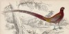 Японский длиннохвостый фазан (Phasianus Saemmeringii (лат.)) (лист 17 тома XX "Библиотеки натуралиста" Вильяма Жардина, изданного в Эдинбурге в 1834 году)