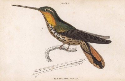 Единственная в мире птица, способная летать назад. Колибри Ramphodon Naevius (лат.) (лист 1 тома XVII "Библиотеки натуралиста" Вильяма Жардина, изданного в Эдинбурге в 1833 году)