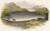 Лосось-самец (иллюстрация к "Пресноводным рыбам Британии" -- одной из красивейших работ 70-х гг. XIX века, выполненных в технике хромолитографии)
