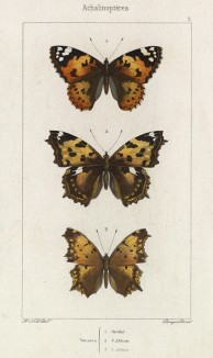 Бабочки рода Vanessa: 1.Репейница (Cardui), 2.V.Album и L.Album (лат.) (лист 3)