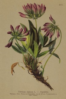 Клевер альпийский (Trifolium alpinum (лат.)) (из Atlas der Alpenflora. Дрезден. 1897 год. Том III. Лист 241)