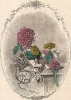 Модница леди Георгин. Les Fleurs Animées par J.-J Grandville. Париж, 1847