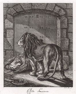 Старые львы. Гравюра Иоганна Элиаса Ридингера из Entwurff Einiger Thiere ..., Аугсбург, 1738. 