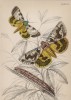 Мотыльки 1,2. Catochala neogama 3. C. Amesia (лат.) (лист 26 XXXVII тома "Библиотеки натуралиста" Вильяма Жардина, изданного в Эдинбурге в 1843 году)
