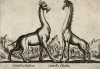 Camello D'India (верблюд индийский (ит.)), весьма похожий на жирафа (лист из альбома Nova raccolta de li animali piu curiosi del mondo disegnati et intagliati da Antonio Tempesta... Рим. 1651 год)