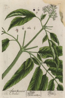 Бузина травянистая (Sambucus ebulus (лат.)) из семейства жимолостные (лист 488 "Гербария" Элизабет Блеквелл, изданного в Нюрнберге в 1760 году)
