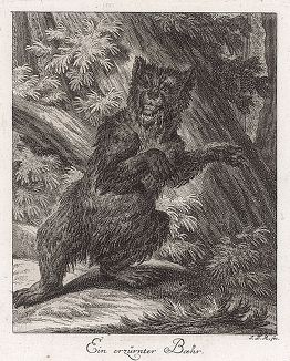 Разъяренный медведь. Гравюра Иоганна Элиаса Ридингера из Entwurff Einiger Thiere ..., Аугсбург, 1738. 