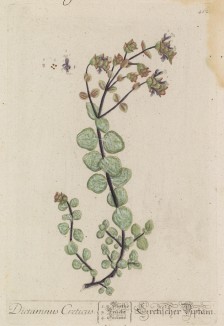 Ясенец критский (Dictamnus Creticus (лат.)) — монотипный род растений из семейства рутовые, подсемейства Rutoideae (лист 462 "Гербария" Элизабет Блеквелл, изданного в Нюрнберге в 1760 году)