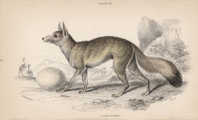 Миниатюрная лисица, или фенек (Megalotis caama (лат.)) (лист 19 тома IV "Библиотеки натуралиста" Вильяма Жардина, изданного в Эдинбурге в 1839 году)