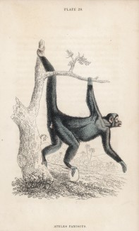 Обезьяна-паук, или коата (Ateles paniscus (лат.)) (лист 20 тома II "Библиотеки натуралиста" Вильяма Жардина, изданного в Эдинбурге в 1833 году)