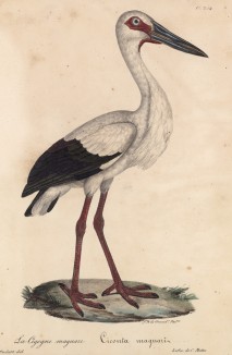 Аист-магуари (лист из альбома литографий "Галерея птиц... королевского сада", изданного в Париже в 1825 году)