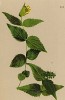 Вероника жёлтая (Veronica lutea (лат.)) (из Atlas der Alpenflora. Дрезден. 1897 год. Том IV. Лист 369)