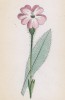 Лихнис корончатый, или зорька (Lychnis Coronaria (лат.)) (лист 94 известной работы Йозефа Карла Вебера "Растения Альп", изданной в Мюнхене в 1872 году)