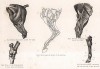 Анатомия лошади. Мускулы, артерии и кости задней конечности. The Book of Field Sports and Library of Veterinary Knowledge. Лондон, 1864