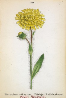 Ястребинка мохнатая (Hieracium villosum (лат.)) (лист 244 известной работы Йозефа Карла Вебера "Растения Альп", изданной в Мюнхене в 1872 году)