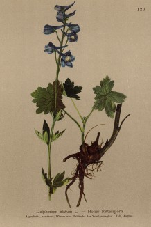 Живокость высокая Delphinium elatum (лат.)), или дельфиниум альпийский (из Atlas der Alpenflora. Дрезден. 1897 год. Том II. Лист 120)