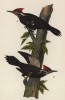 Самец и самка хохлатого дятла (Ceophloeus pileatus) (лист 70 известной работы Бенджамина Уоррена "Птицы Пенсильвании", иллюстрированной по мотивам оригиналов Джона Одюбона. США. 1890 год)