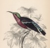 Нектарница фон Хассельта (Nectarinia Hasseltii (лат.)) (лист 22 тома XVI "Библиотеки натуралиста" Вильяма Жардина, изданного в Эдинбурге в 1843 году)